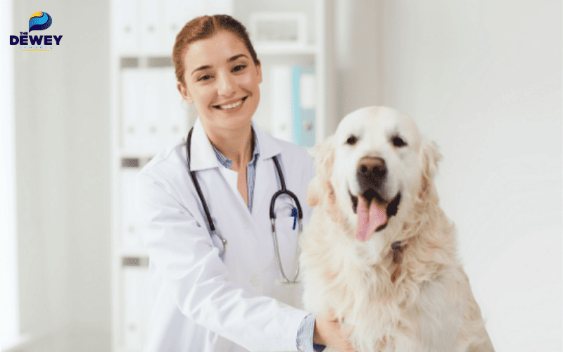 Sinh viên ngành Thú y tham gia dự án nghiên cứu và thực tập tại bệnh viện thú y quốc tế