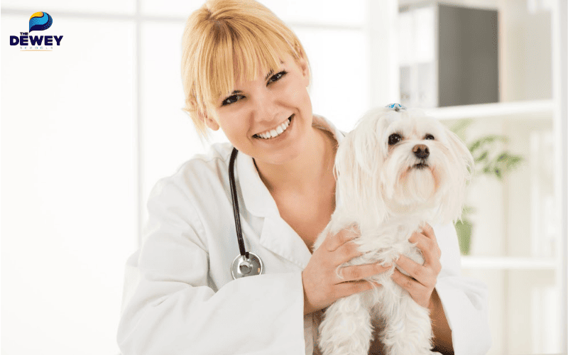 Bác sĩ thú y làm việc tại phòng khám thú y với cơ hội nghề nghiệp ổn định