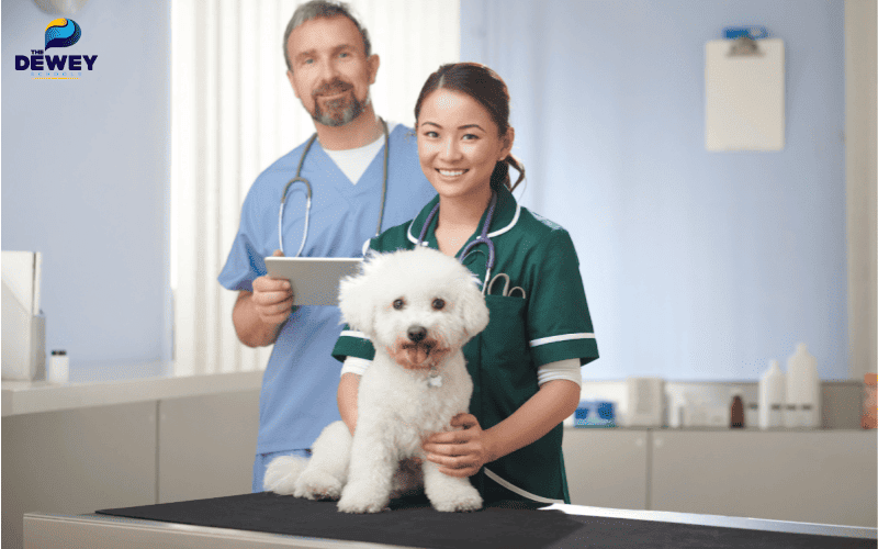 Sinh viên ngành Thú y tham gia thực tập tại bệnh viện thú y hàng đầu Mỹ