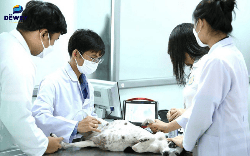 Sinh viên ngành Thú y nhận học bổng toàn phần tham gia nghiên cứu tại phòng thí nghiệm quốc tế