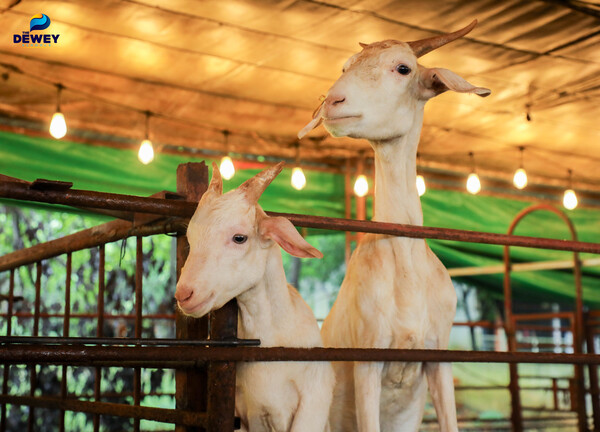 trải-nghiệm-DeTrang-Farm-11